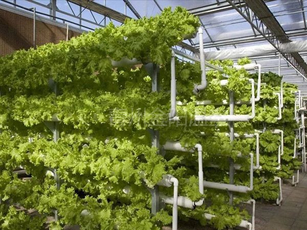 无土栽培 (13).jpg