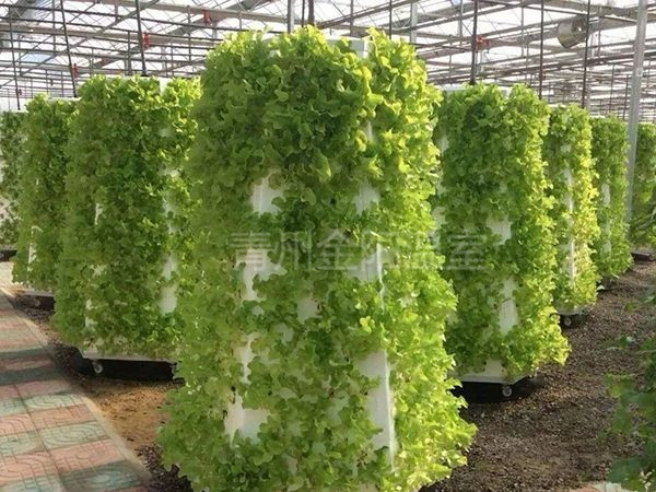 无土栽培 (11).jpg