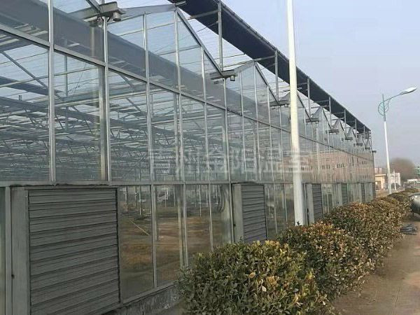 玻璃温室 (10).jpg